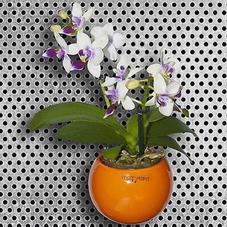 Produto: Phalaenopsis Little Lady